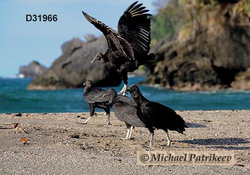 American Black Vulture (Coragyps atratus)